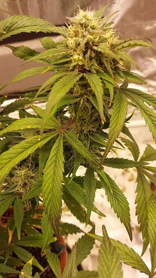 Purple haze auto