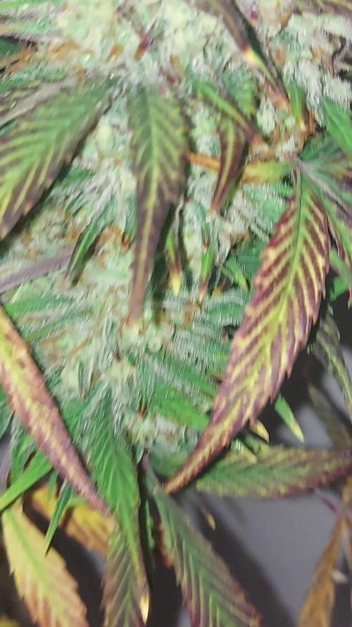 Purple haze auto