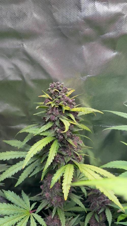 Blackberry Auto