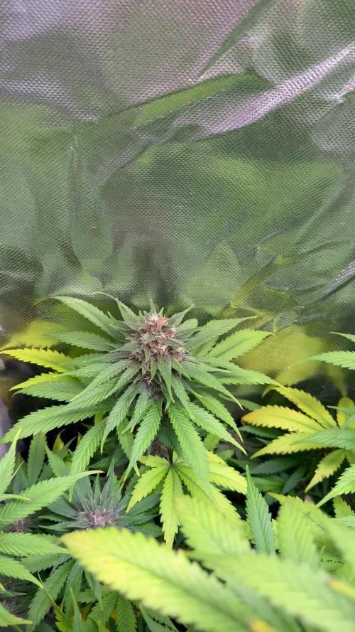 Purple Lemonade Auto