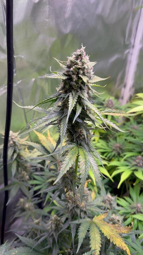 Blueberry Automatic