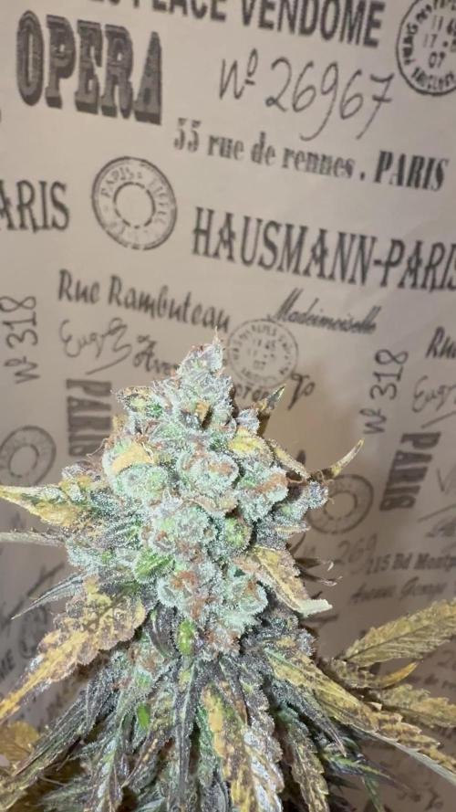Blueberry Automatic