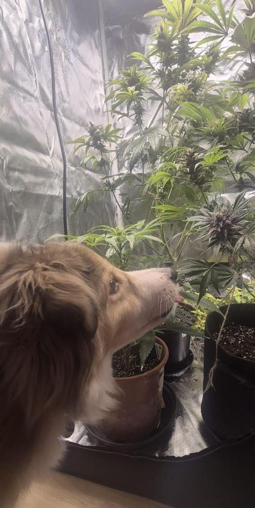 Blackberry Auto. Week 11