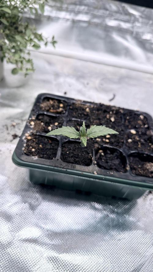 Afghani. Week 1