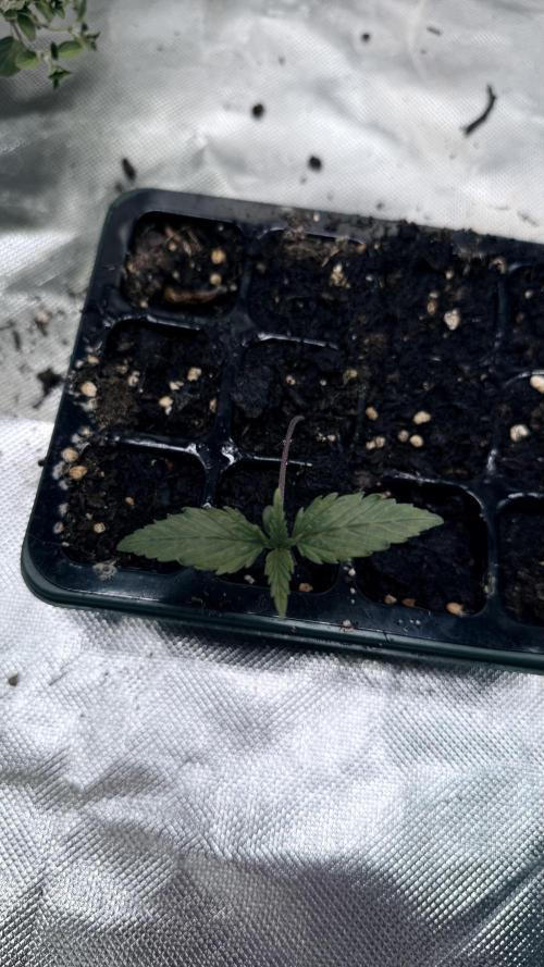 Afghani. Week 1