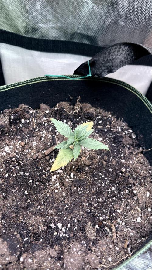 Afghani. Week 2
