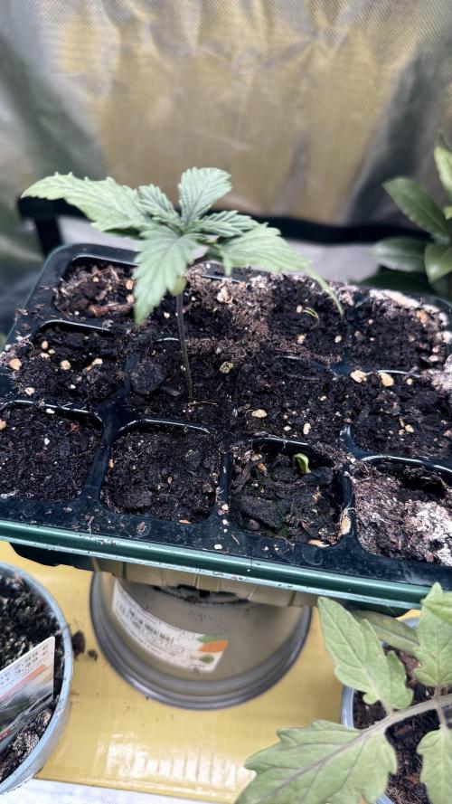 Afghani. Week 2