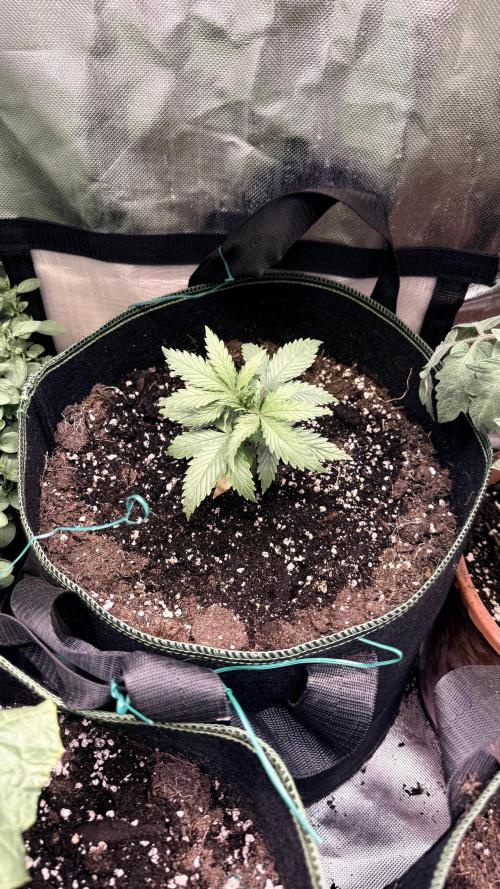 Afghani. Week 3