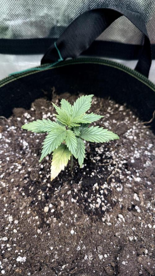 Afghani. Week 3