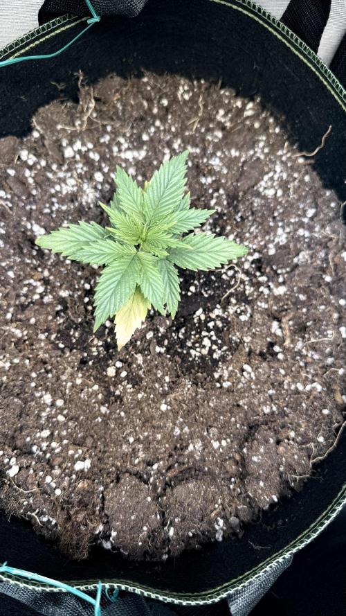 Afghani. Week 3