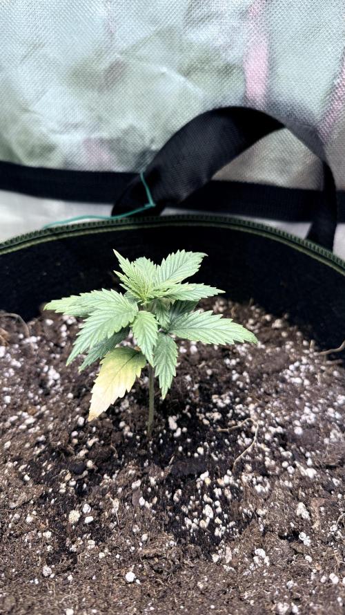 Afghani. Week 3