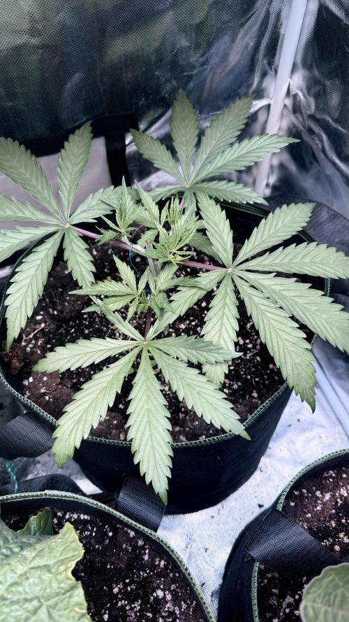Afghani. Week 4