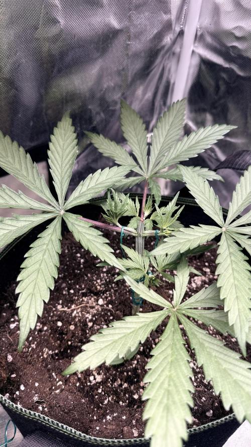 Afghani. Week 4