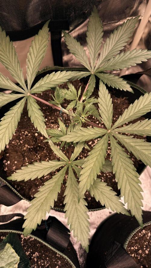 Afghani. Week 4
