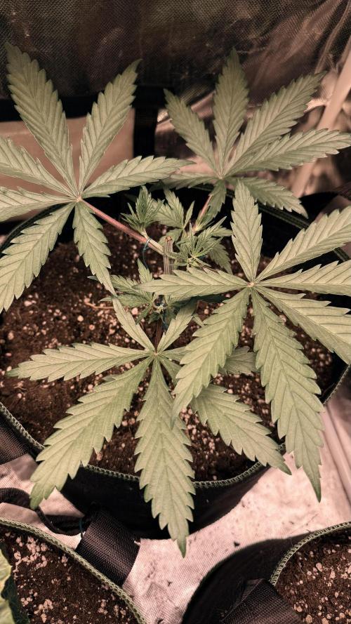 Afghani. Week 4