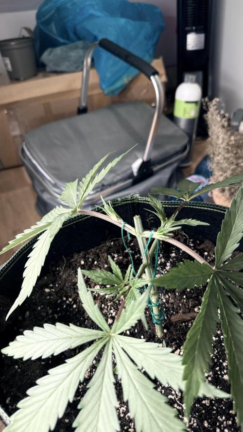 Afghani. Week 4