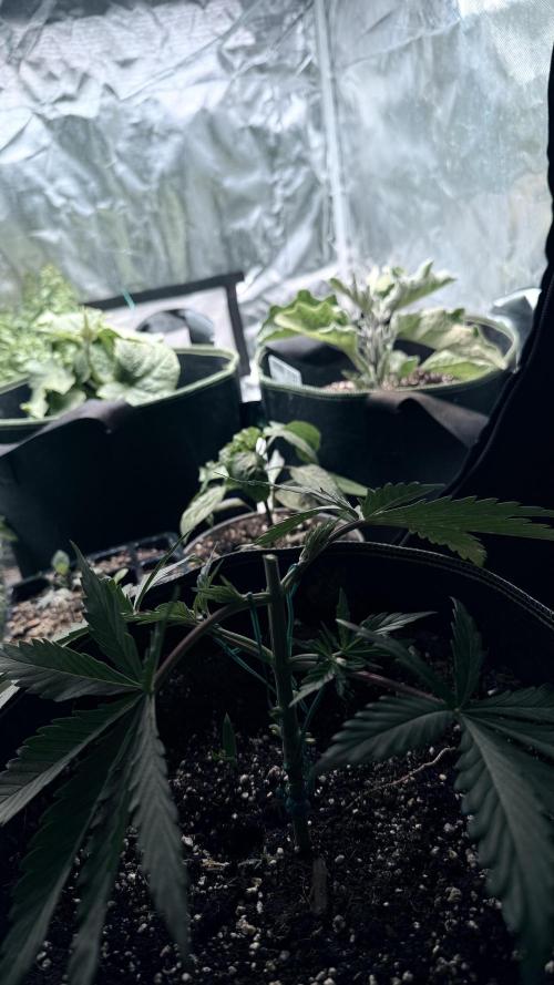 Afghani. Week 4