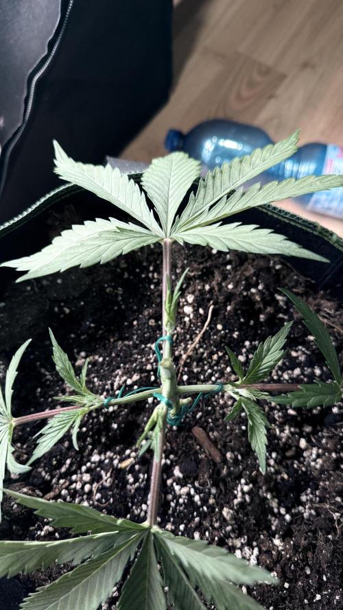 Afghani. Week 4