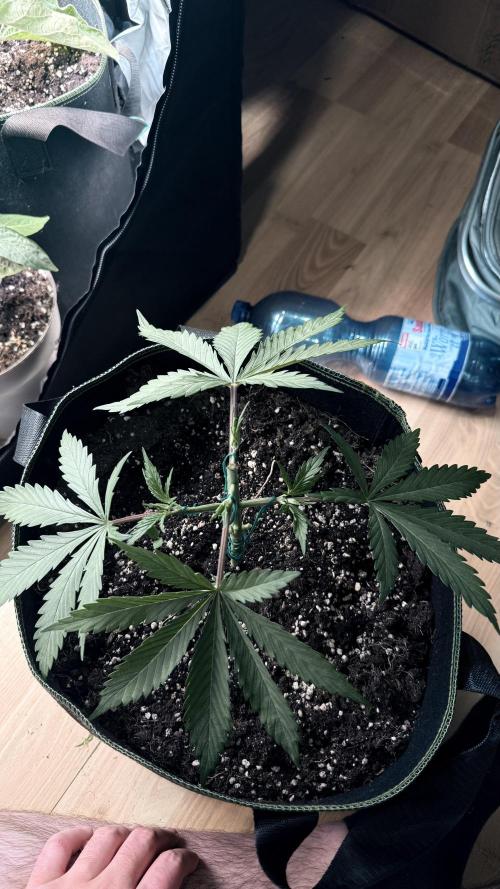 Afghani. Week 4