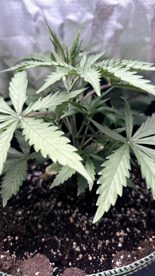 Afghani. Week 4