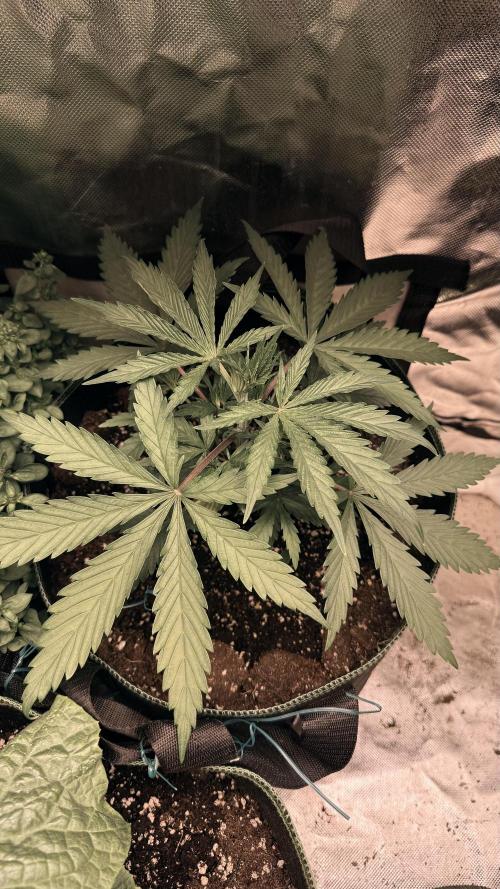 Afghani. Week 4