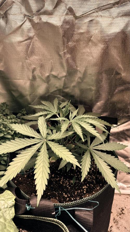 Afghani. Week 4