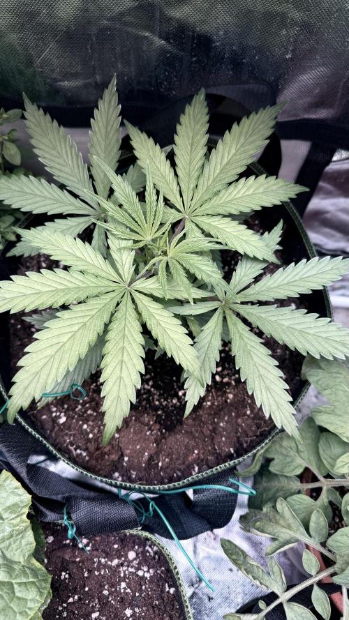 Afghani. Week 4
