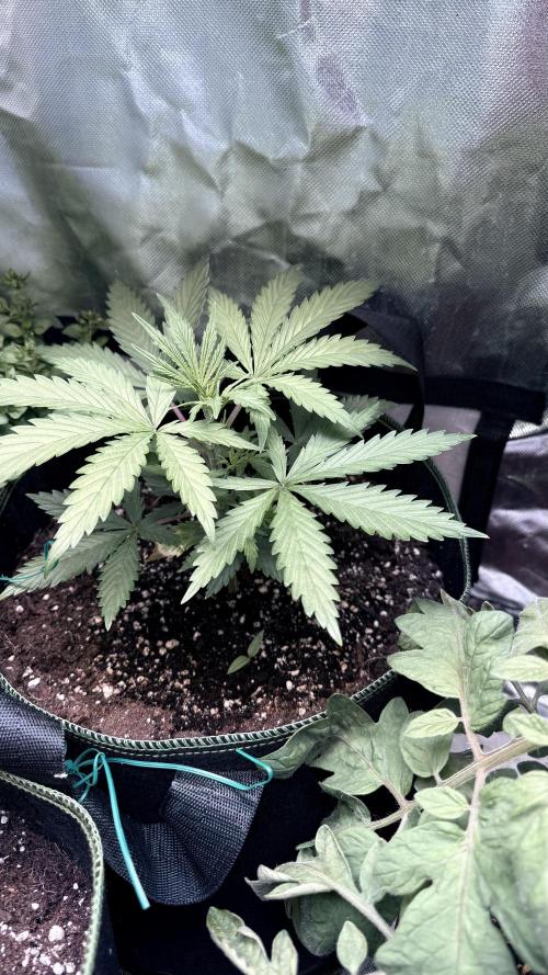 Afghani. Week 4