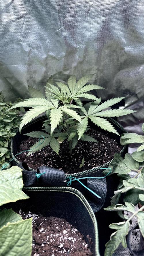 Afghani. Week 4