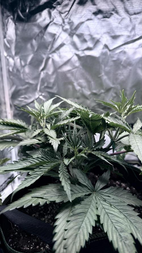 Afghani. Week 5