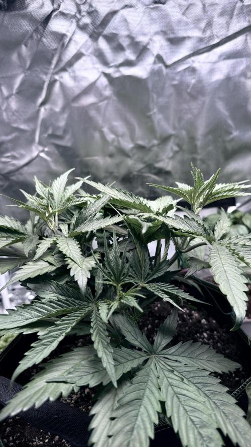 Zamnesia Seeds - Afghani door Nocone_Purple