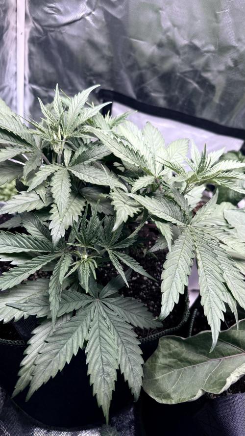Afghani. Week 5