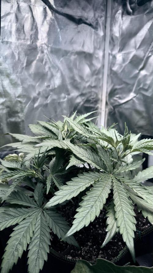 Afghani. Week 5