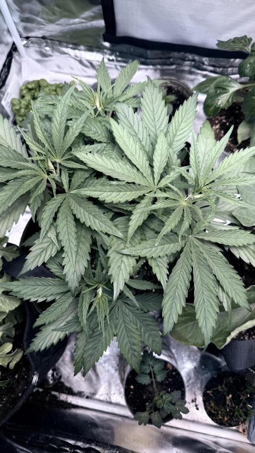 Afghani. Week 5