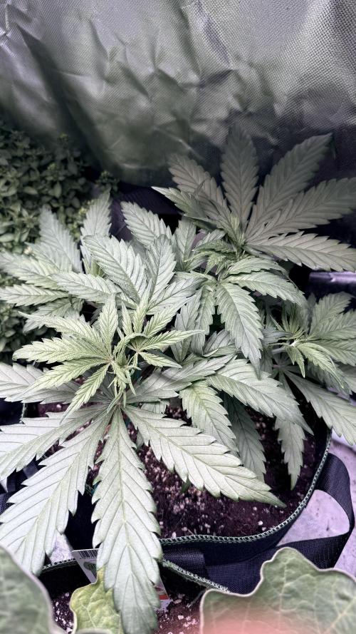 Afghani. Week 5