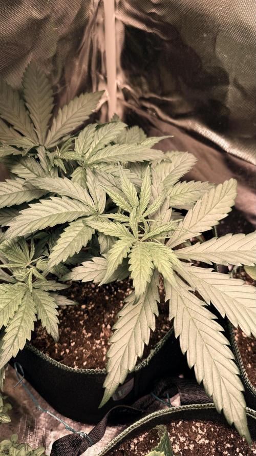 Afghani. Week 5