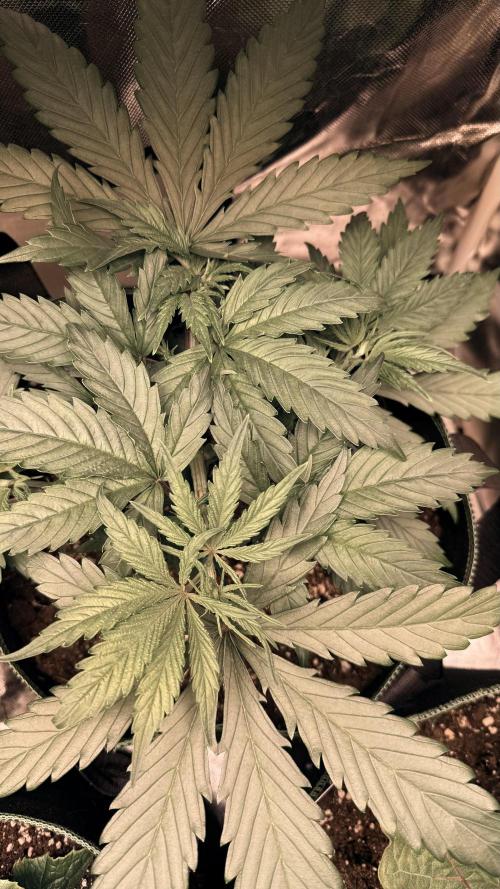 Afghani. Week 5