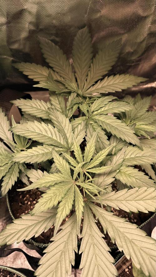 Afghani. Week 5