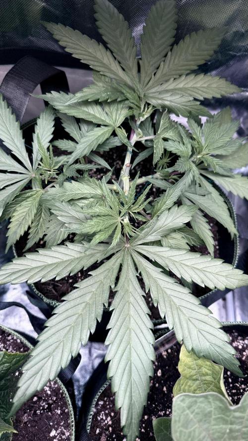 Afghani. Week 5