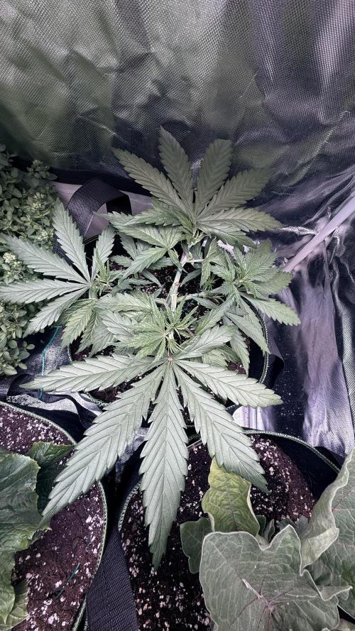 Afghani. Week 5