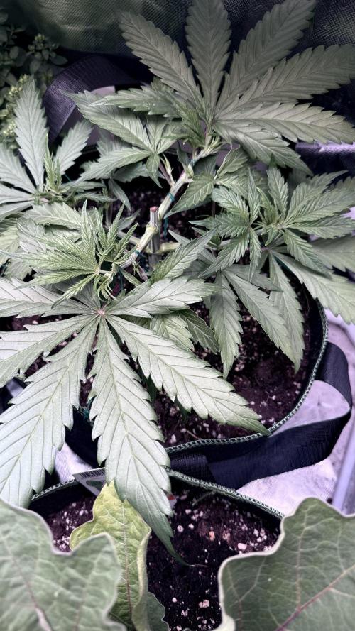 Afghani. Week 5
