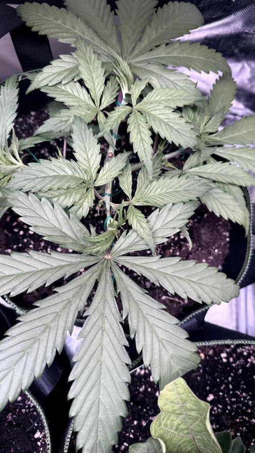 Afghani. Week 5