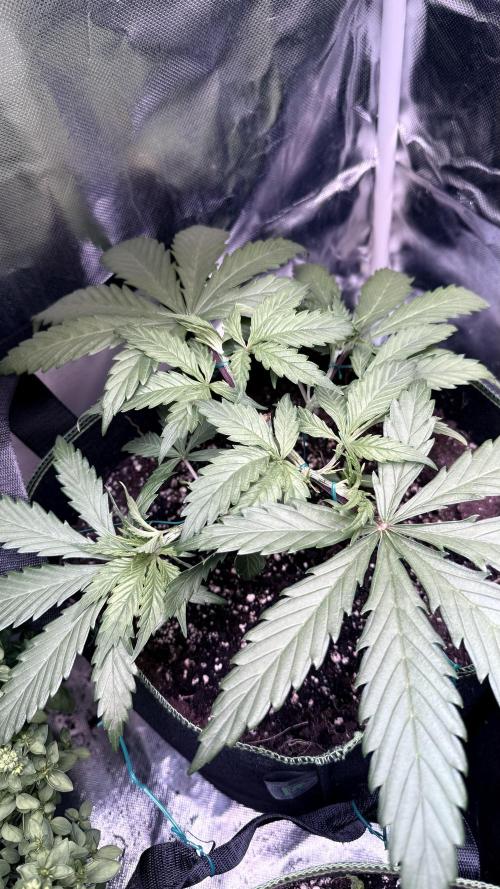 Afghani. Week 5