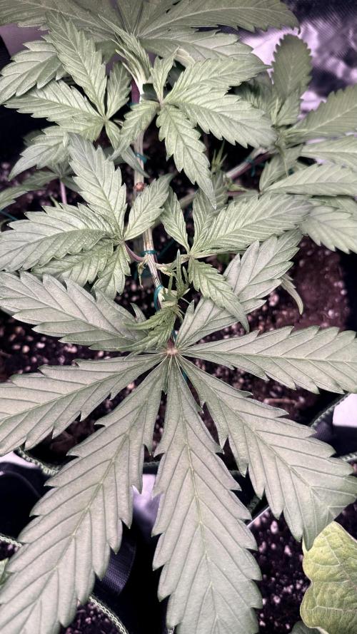 Afghani. Week 5