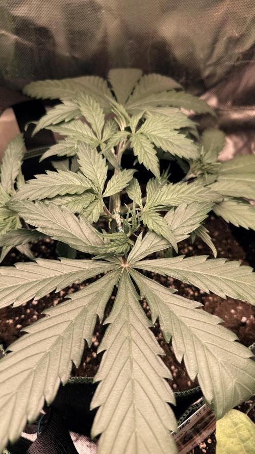 Afghani. Week 5