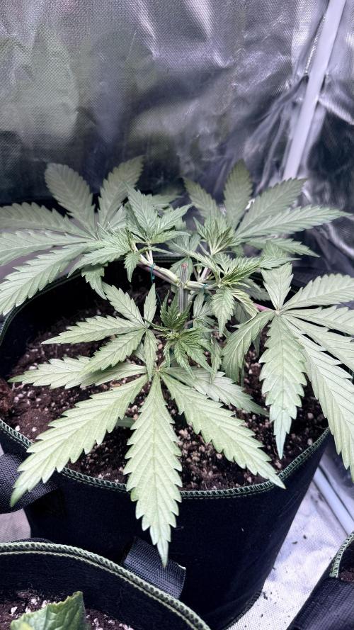 Afghani. Week 5