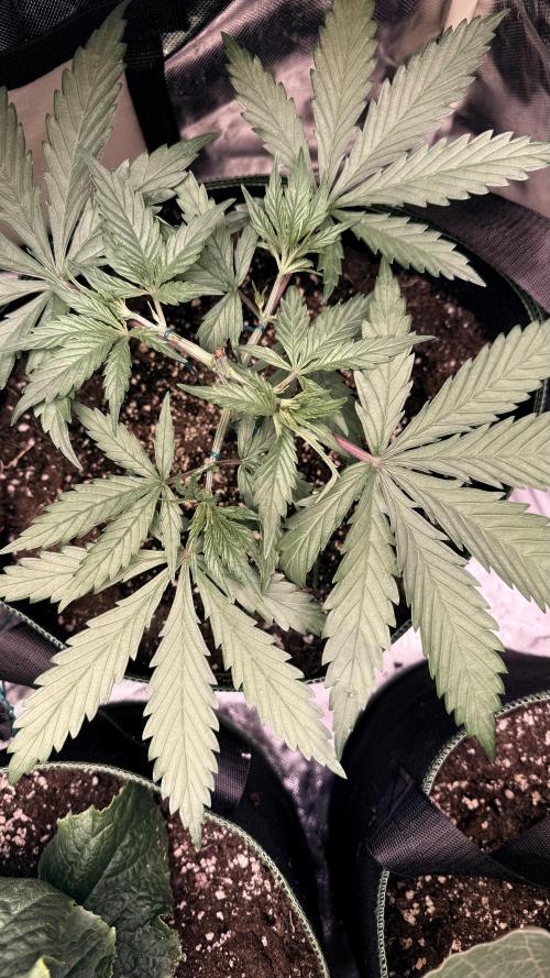 Afghani. Week 5