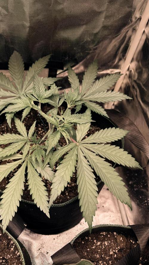 Afghani. Week 5