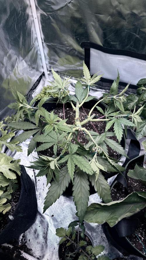 Afghani. Week 6