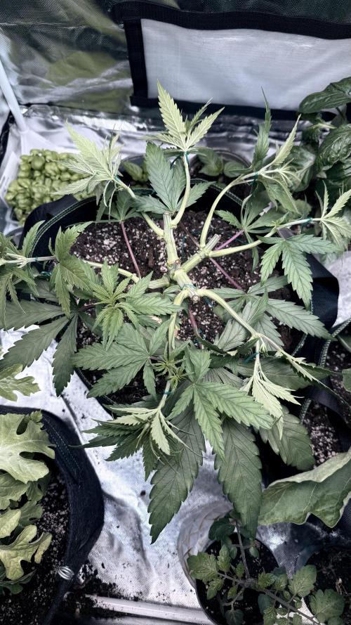 Afghani. Week 6